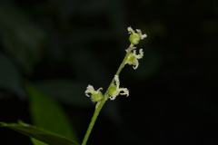 Mallotus stenanthus